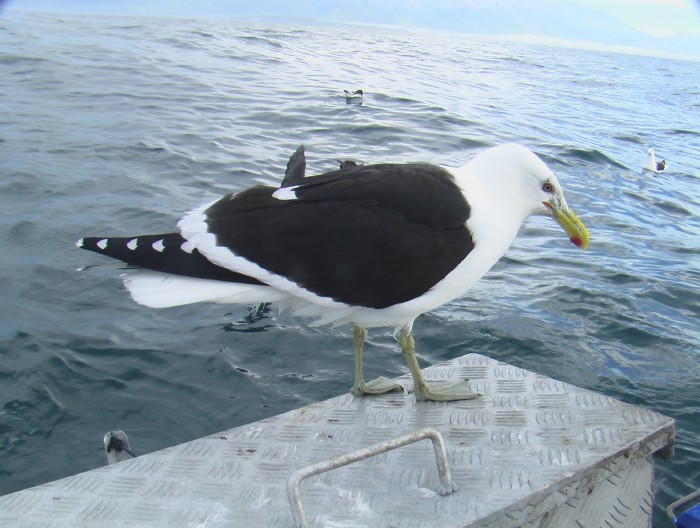 Black-backed Gull